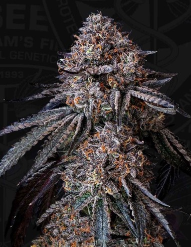 Semillas London Bubbly (T.H. Seeds) 🍭 Sabor a Caramelo