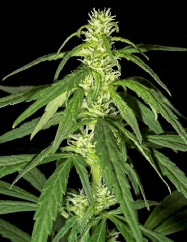 Semillas Swiss-XT (KC Brains) ⚡ Impulso de Energía