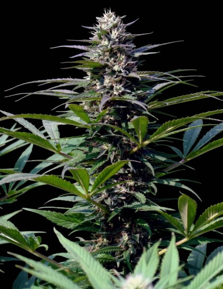 T.N.R. Seeds (KC Brains) 🌿 Resa massiccia