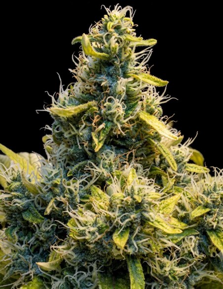 White K.C. Regular Seeds (KC Brains) 🌸 Effetto intenso