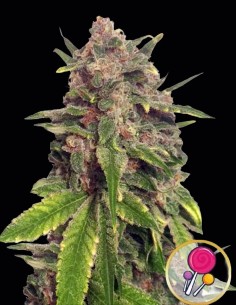Mr. Big Candy Seeds (Mr. Hide) 🍬 Süßer Geschmack, hohe Erträge
