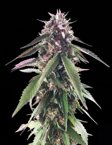Graines Mr. Blueberry Bud (Mr. Hide) 🍒 Têtes Denses