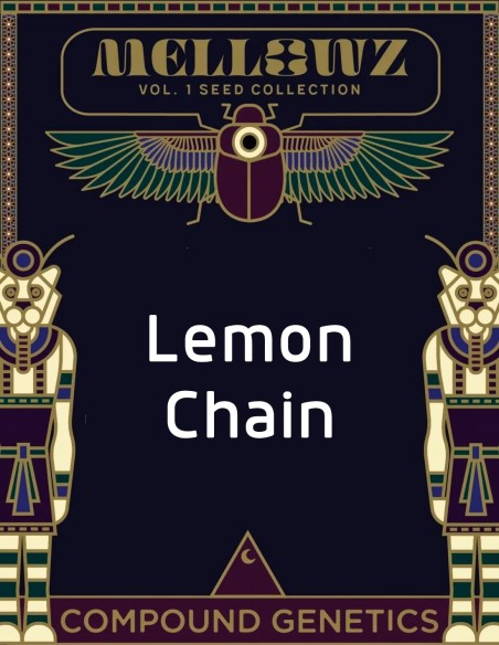 Lemon Chain Seeds (Compound Genetics) 🍋 Exclusive