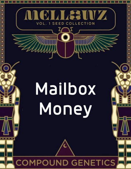 Mailbox Money Samen (Compound Genetics) 💸 Exklusiv