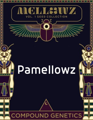Pamellowz Seeds (Compound Genetics) 🍊 Exclusive