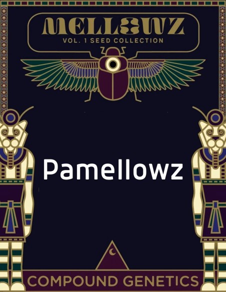 Pamellowz Seeds (Compound Genetics) 🍊 Exclusive