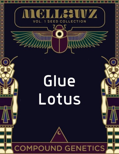 Glue Lotus Seeds (Compound Genetics) 🌿 Exclusive