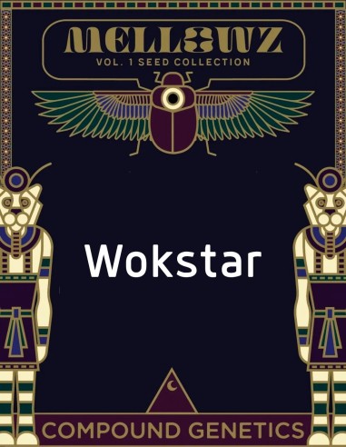 Wokstar Seeds (Compound Genetics) 🌿 Exclusive