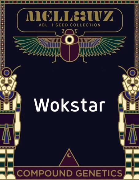 Wokstar Seeds (Compound Genetics) 🌿 Exclusive