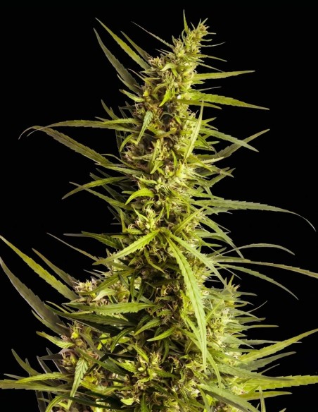 AK-48 Seeds (Nirvana Seeds) 🌿 Compact and Productive