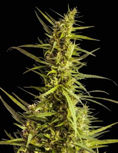 Graines AK-48 (Nirvana Seeds) 🌿 Haut rendement