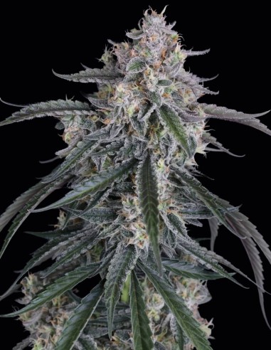 GMO Auto Seeds (FastBuds Seeds) 🌿 Easy XL Yield