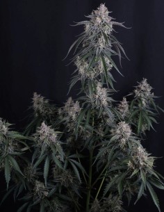 GMO Auto Seeds (FastBuds Seeds) 🌿 Easy XL Yield 2