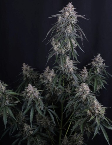 GMO Auto Seeds (FastBuds Seeds) 🌿 Easy XL Yield