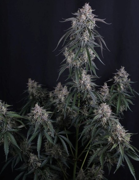 GMO Auto Seeds (FastBuds Seeds) 🌿 Easy XL Yield