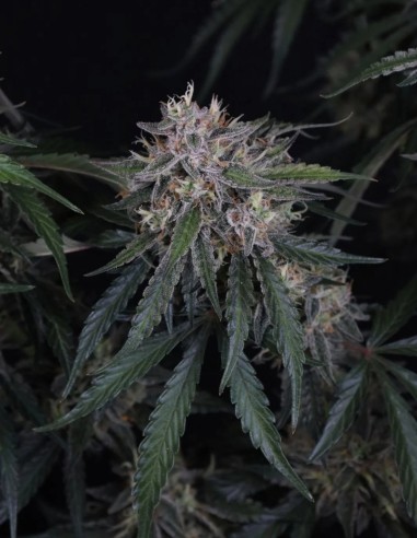 GMO Auto Seeds (FastBuds Seeds) 🌿 Easy XL Yield