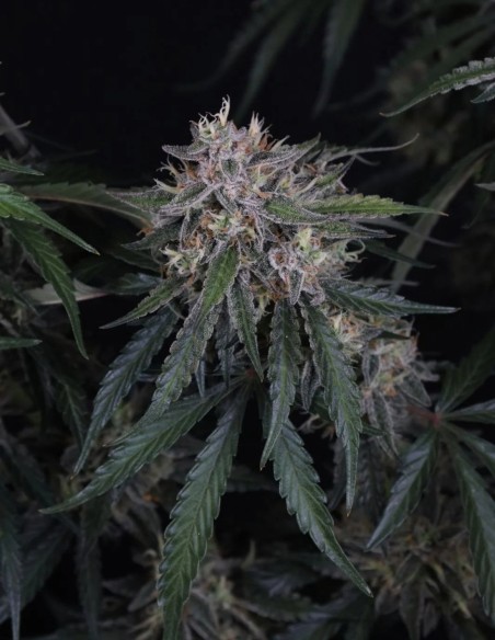 GMO Auto Seeds (FastBuds Seeds) 🌿 Easy XL Yield