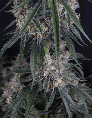 GMO Auto Seeds (FastBuds Seeds) 🌿 Easy XL Yield