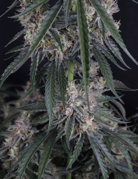 GMO Auto Seeds (FastBuds Seeds) 🌿 Easy XL Yield