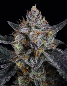 Guava Runtz Auto Seeds (FastBuds Seeds) 🌴 Tropical Power