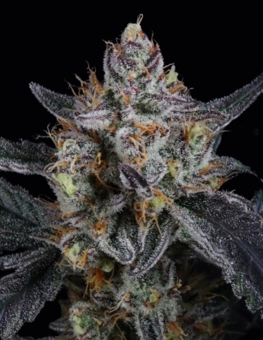 Guava Runtz Auto Seeds (FastBuds Seeds) 🌴 Tropical Power