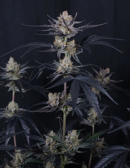 Guava Runtz Auto Seeds (FastBuds Seeds) 🌴 Tropical Power