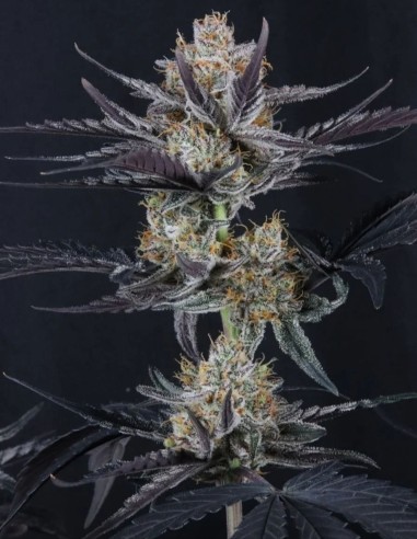 Guava Runtz Auto Seeds (FastBuds Seeds) 🌴 Tropical Power