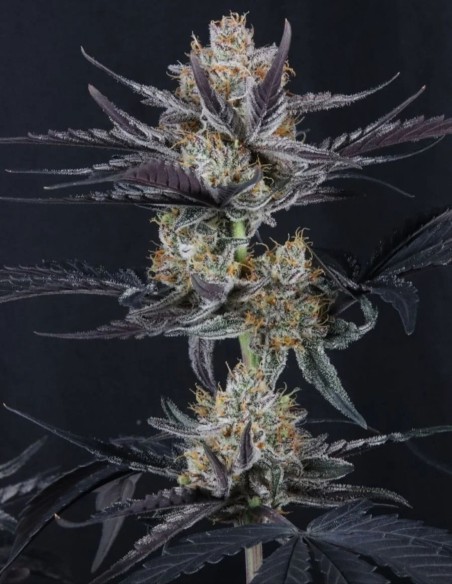Guava Runtz Auto Seeds (FastBuds Seeds) 🌴 Tropical Power