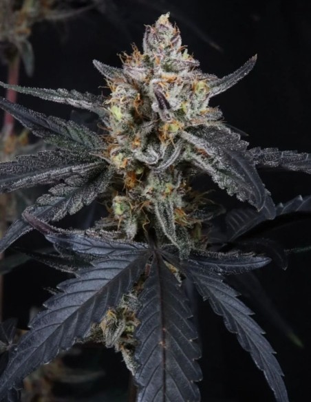 Guava Runtz Auto Seeds (FastBuds Seeds) 🌴 Tropical Power