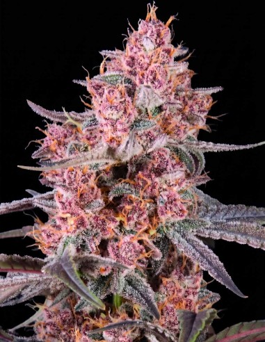 Mango Cherry Runtz Auto Seeds (FastBuds Seeds) 🥭 Sweet