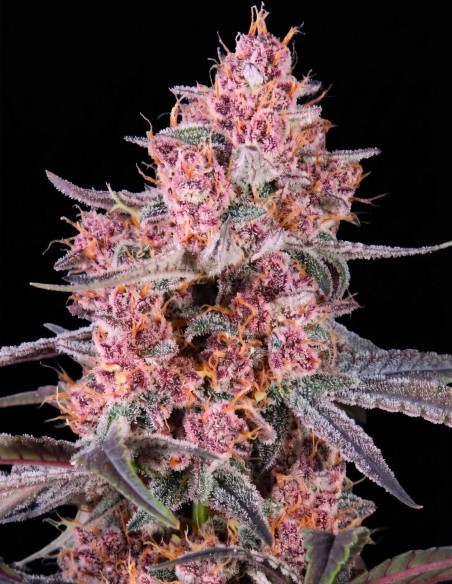 Mango Cherry Runtz Auto Seeds (FastBuds Seeds) 🥭 Sweet
