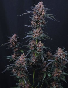 Mango Cherry Runtz Auto Seeds (FastBuds Seeds) 🥭 Sweet 2