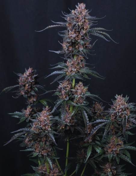 Mango Cherry Runtz Auto Seeds (FastBuds Seeds) 🥭 Sweet