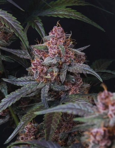 Mango Cherry Runtz Auto Seeds (FastBuds Seeds) 🥭 Sweet