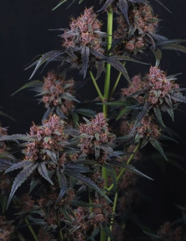 Mango Cherry Runtz Auto Seeds (FastBuds Seeds) 🥭 Sweet