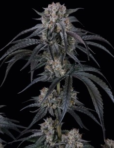 Mango Frost Auto Seeds (FastBuds Seeds) ❄️ Frosty Power
