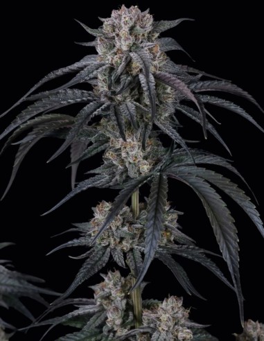 Mango Frost Auto Seeds (FastBuds Seeds) ❄️ Frosty Power