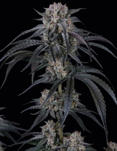 Mango Frost Auto Seeds (FastBuds Seeds) ❄️ Frosty Power