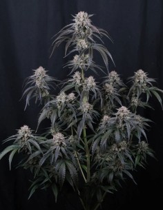 Mango Frost Auto Seeds (FastBuds Seeds) ❄️ Frosty Power 2