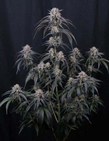 Mango Frost Auto Seeds (FastBuds Seeds) ❄️ Frosty Power