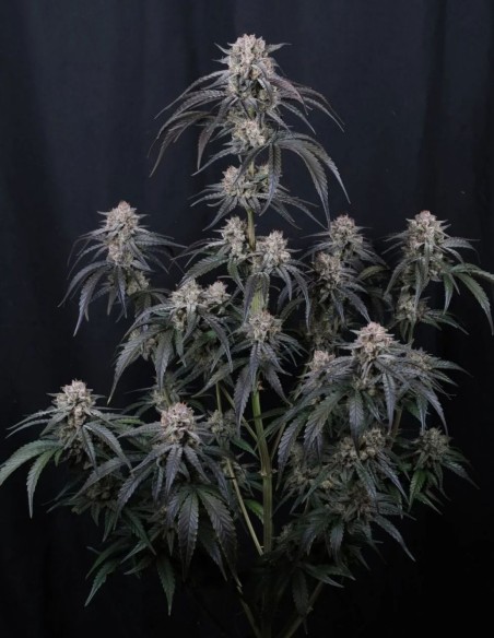 Mango Frost Auto Seeds (FastBuds Seeds) ❄️ Frosty Power