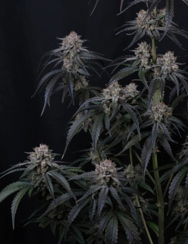 Mango Frost Auto Seeds (FastBuds Seeds) ❄️ Frosty Power