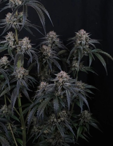 Mango Frost Auto Seeds (FastBuds Seeds) ❄️ Frosty Power