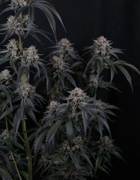 Mango Frost Auto Seeds (FastBuds Seeds) ❄️ Frosty Power