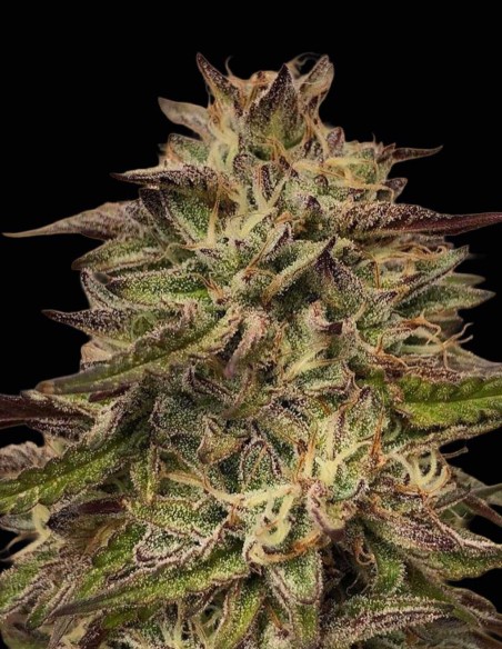 Chem Cookies Regular