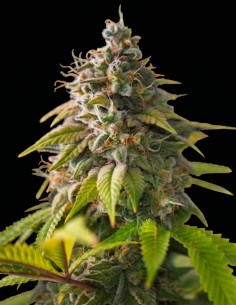 Semi Amnesia Haze Regular (Nirvana Seeds) 🌿 Raccolti abbondanti