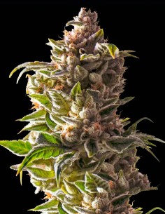 Aurora Indica Samen (Nirvana Seeds) 🌿 Hoher Ertrag