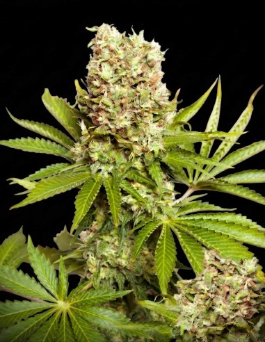 Hawaii Maui Waui Regular Seeds (Nirvana Seeds) 🌴 Tropical