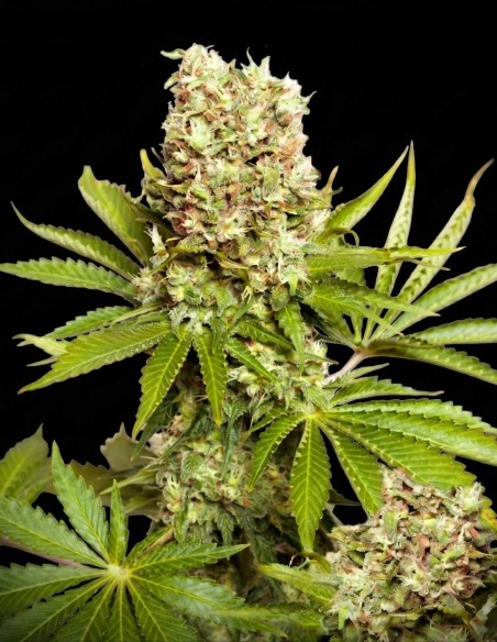 Hawaii Maui Waui Regular Seeds (Nirvana Seeds) 🌴 Tropical