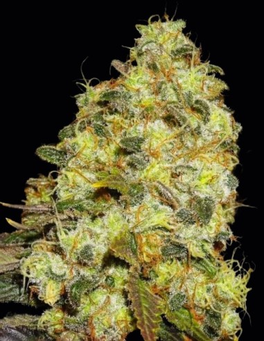 Ice Regular Samen (Nirvana Seeds) 🌿 Ausgewogener Hybrid